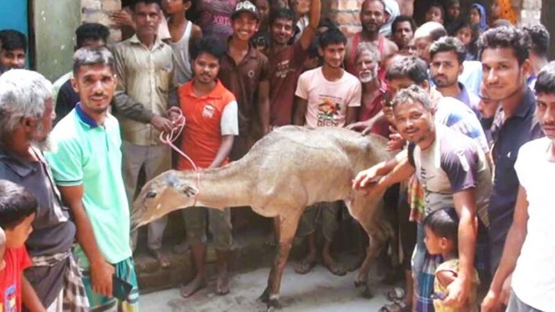 পঞ্চগড়ে ধরা পড়লো ভারতের নীলগাই