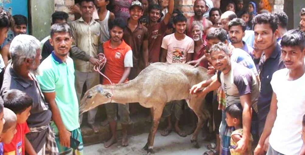 পঞ্চগড়ে ধরা পড়লো ভারতের নীলগাই