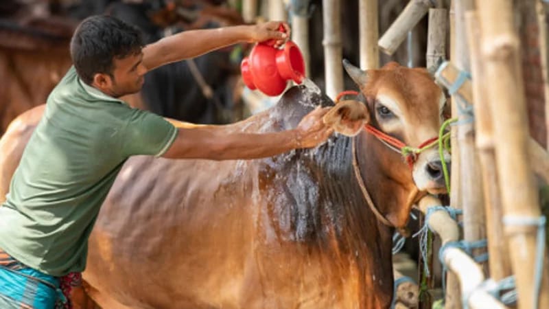 কত টাকা থাকলে কোরবানি ওয়াজিব হবে?