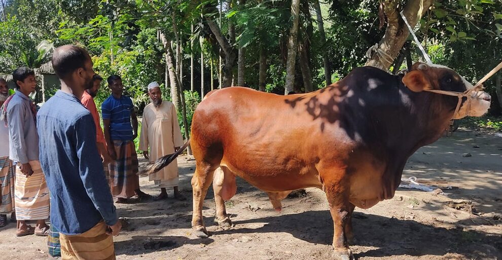 কোরবানির হাট কাঁপাবে ৩২ মণের হিরো দ্য ডন