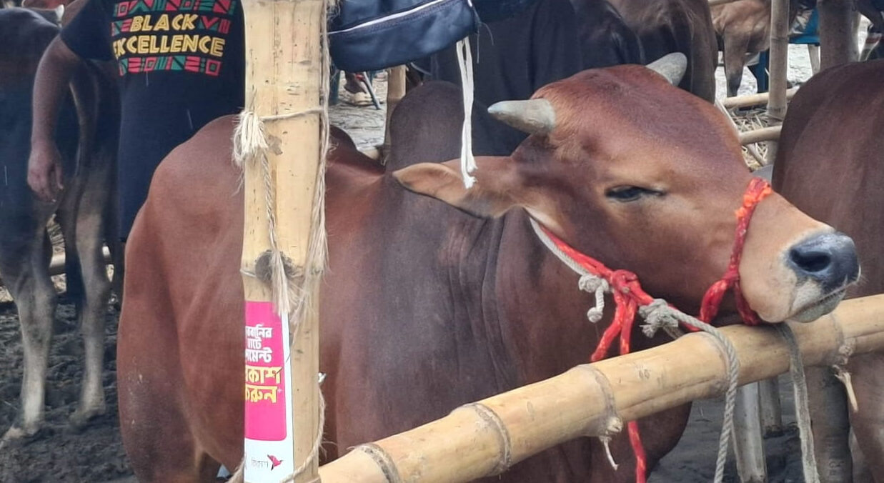দেশে কি ১০ লাখ টাকার গরু কেনার লোক নাই