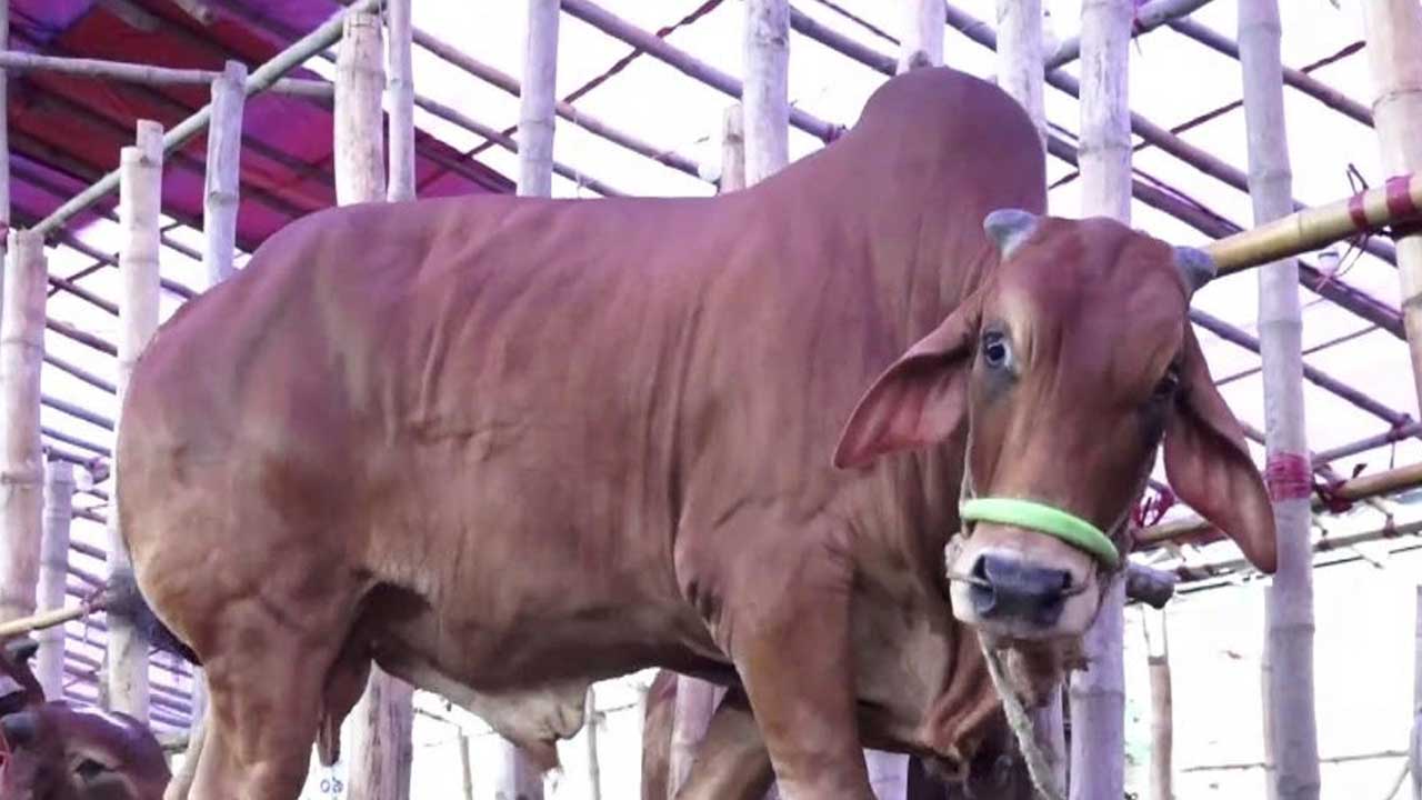 পশু কোরবানির মাধ্যমে উদযাপিত হচ্ছে পবিত্র ঈদুল আজহা