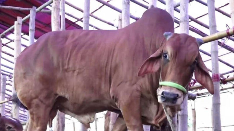 সবচেয়ে বেশি পশু কোরবানি হয়েছে রাজশাহী বিভাগে, সবচেয়ে কম সিলেটে