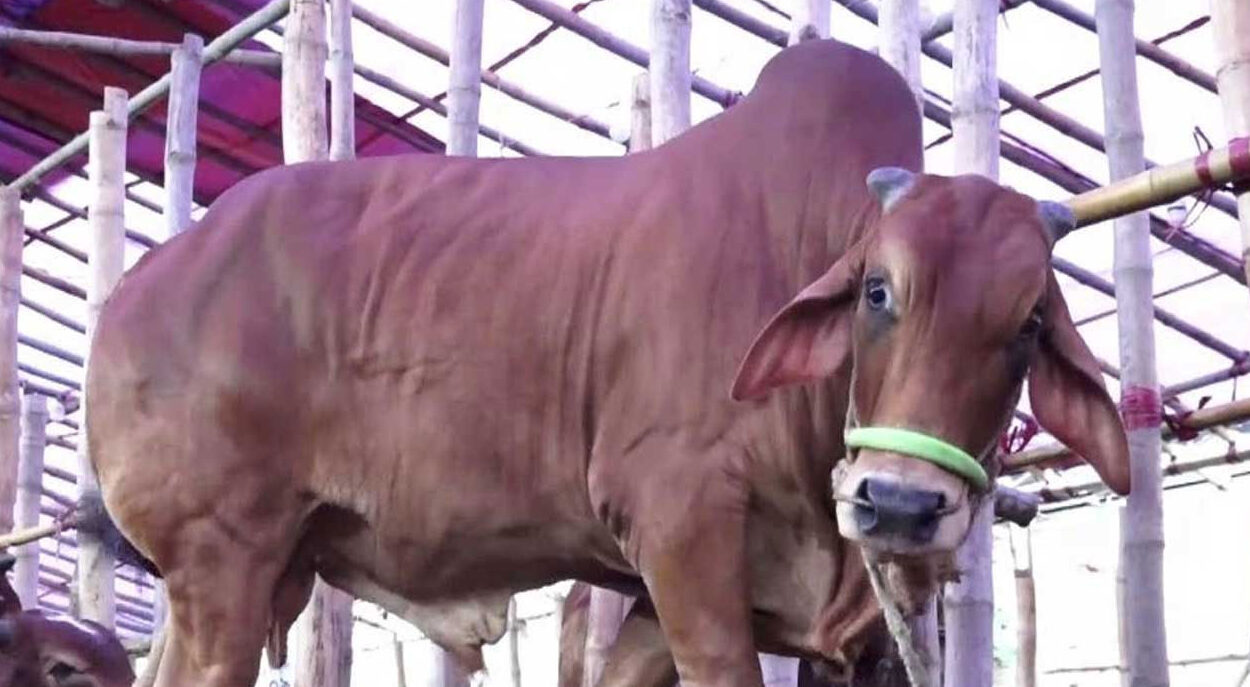 সবচেয়ে বেশি পশু কোরবানি হয়েছে রাজশাহী বিভাগে, সবচেয়ে কম সিলেটে