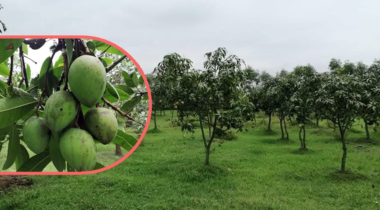 বাজারে উঠেছে হাঁড়িভাঙা আম, কেনাবেচা ২০০ কোটি ছাড়বে