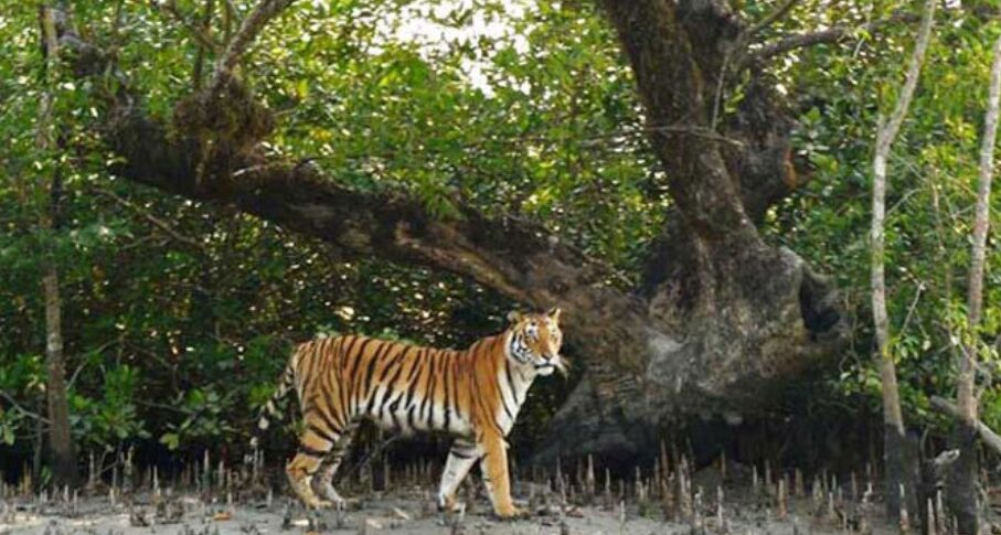 জলবায়ু পরিবর্তন ও খাদ্য সংকটে হুমকিতে সুন্দরবনের বাঘ