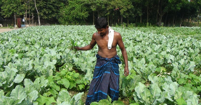 সবজির সবুজে ভরে উঠেছে শ্রীবরদীর কাকিলাকুড়া ইউনিয়ন