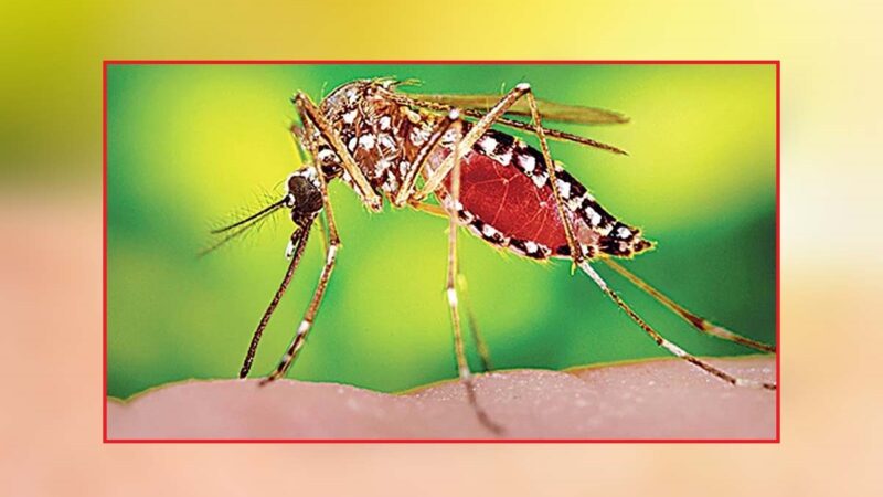 ঢাকায় এক মাসে মশা বেড়েছে ৪০ শতাংশ