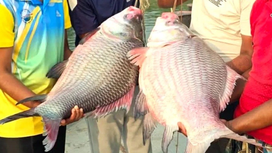 পদ্মার দুই কাতল ৯১ হাজার টাকায় বিক্রি