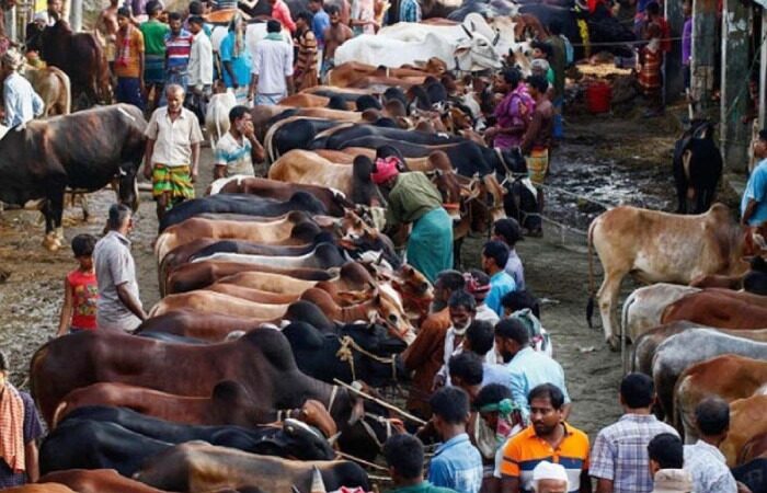 রাজধানীতে বসছে ২৮ পশুর হাট, স্বচ্ছ ইজারা প্রক্রিয়ার আশ্বাস