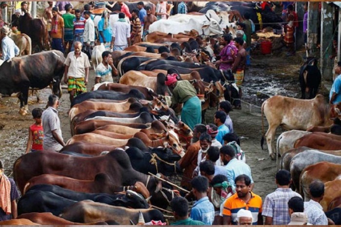 রাজধানীতে বসছে ২৮ পশুর হাট, স্বচ্ছ ইজারা প্রক্রিয়ার আশ্বাস