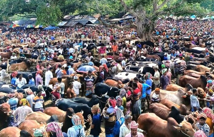 চুয়াডাঙ্গায় জমে উঠেছে পশুর হাট, দাম নিয়ে মিশ্র প্রতিক্রিয়া