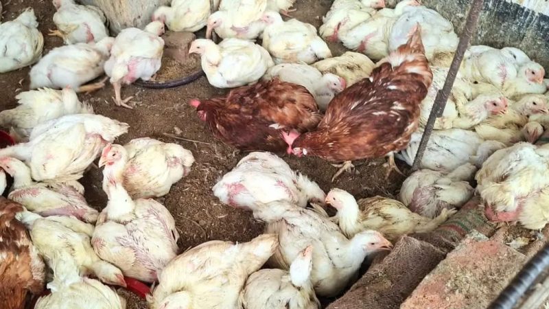সপ্তাহের ব্যবধানে কেজিতে ব্রয়লারের দাম বাড়ল ৩০ টাকা