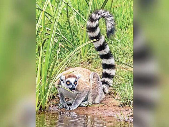 সাফারি পার্ক থেকে চুরি হওয়া ২ লেমুর গুজরাটে আম্বানির বনতারায়