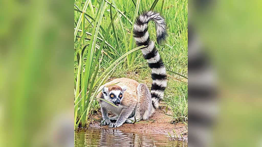 সাফারি পার্ক থেকে চুরি হওয়া ২ লেমুর গুজরাটে আম্বানির বনতারায়