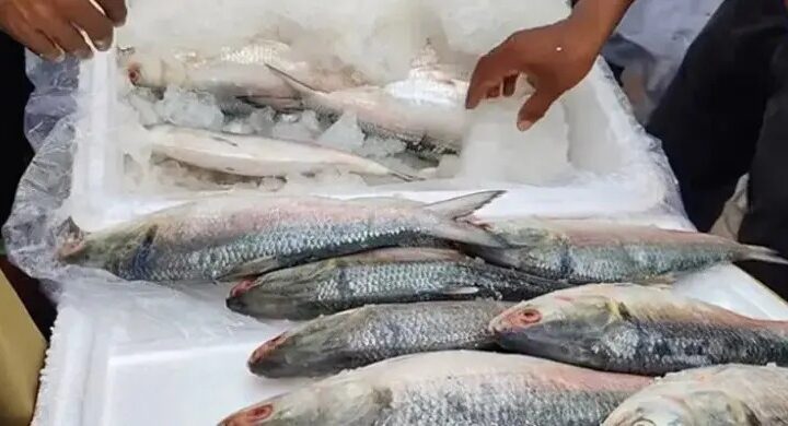 দুর্গাপূজায় আবারও বাংলাদেশের ইলিশ চায় ভারত