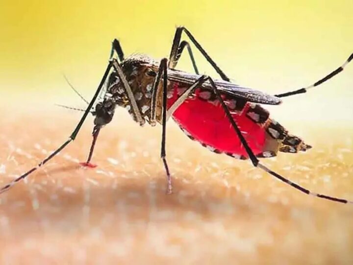 ডেঙ্গুতে আরও ৮ জনের মৃত্যু, হাসপাতালে ভর্তি ১,৭৩৩