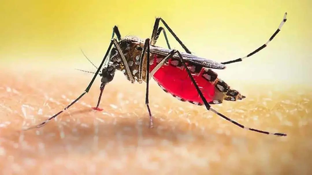 ডেঙ্গুতে আরও ৮ জনের মৃত্যু, হাসপাতালে ভর্তি ১,৭৩৩